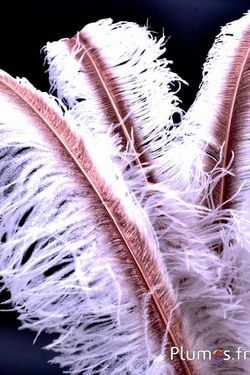 Strauß mit bronzenem Federkiel – 50-60 cm – weiß  